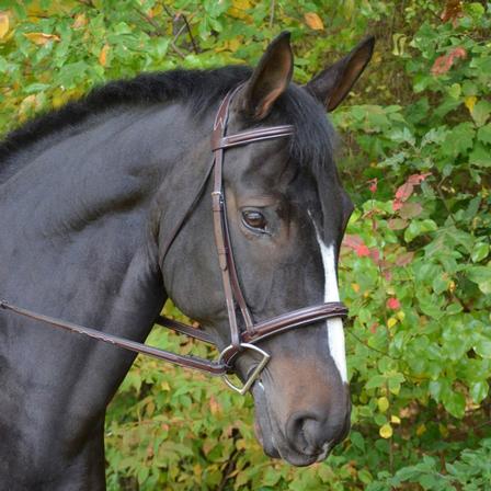 Cyprus Hunter Bridle