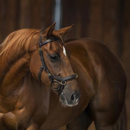 Rambo Micklem Multibridle with Reins