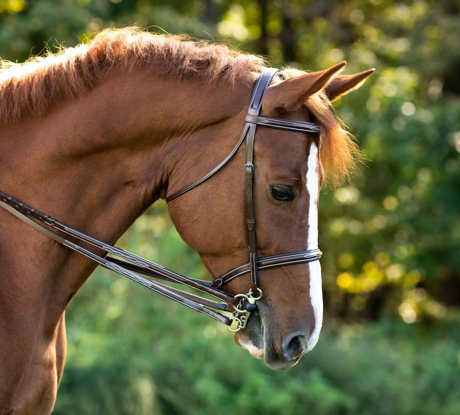 Venezia Bridle