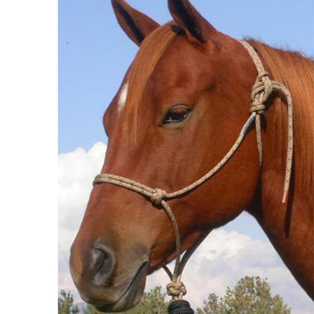 Double Diamond 125 Series Halter - Cob Size