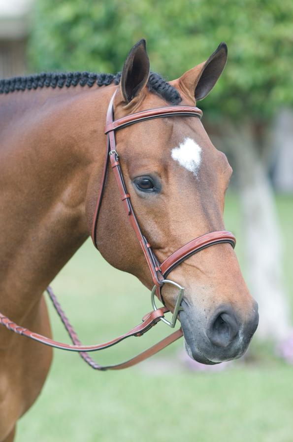 Rodrigo Pessoa Fancy Padded Wide Noseband Show Bridle