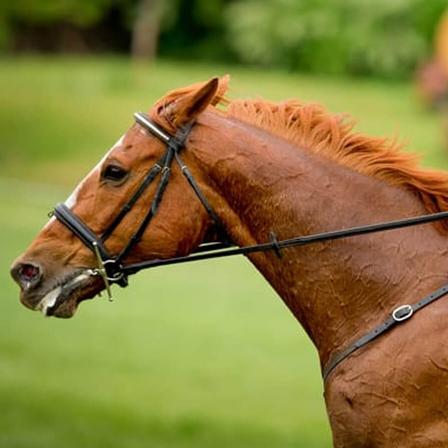 ThinLine English Reins with Stud Hooks