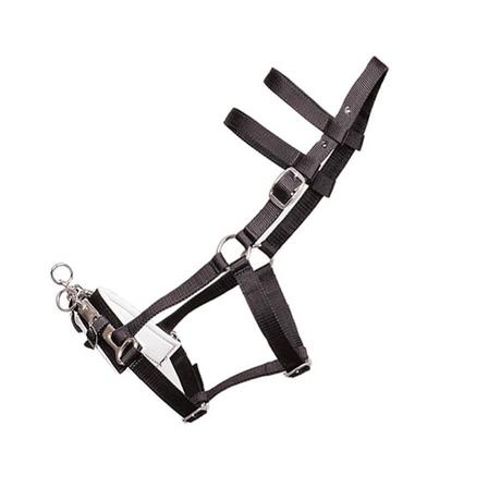 Lunging Halter with Nylon Webbing