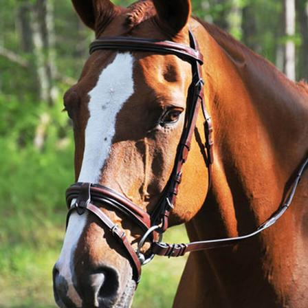 KL Italia Burghley Bridle with Flash
