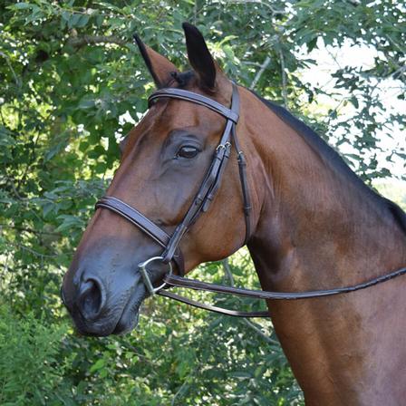 Black Oak Spruce Hunter Bridle with Laced Reins