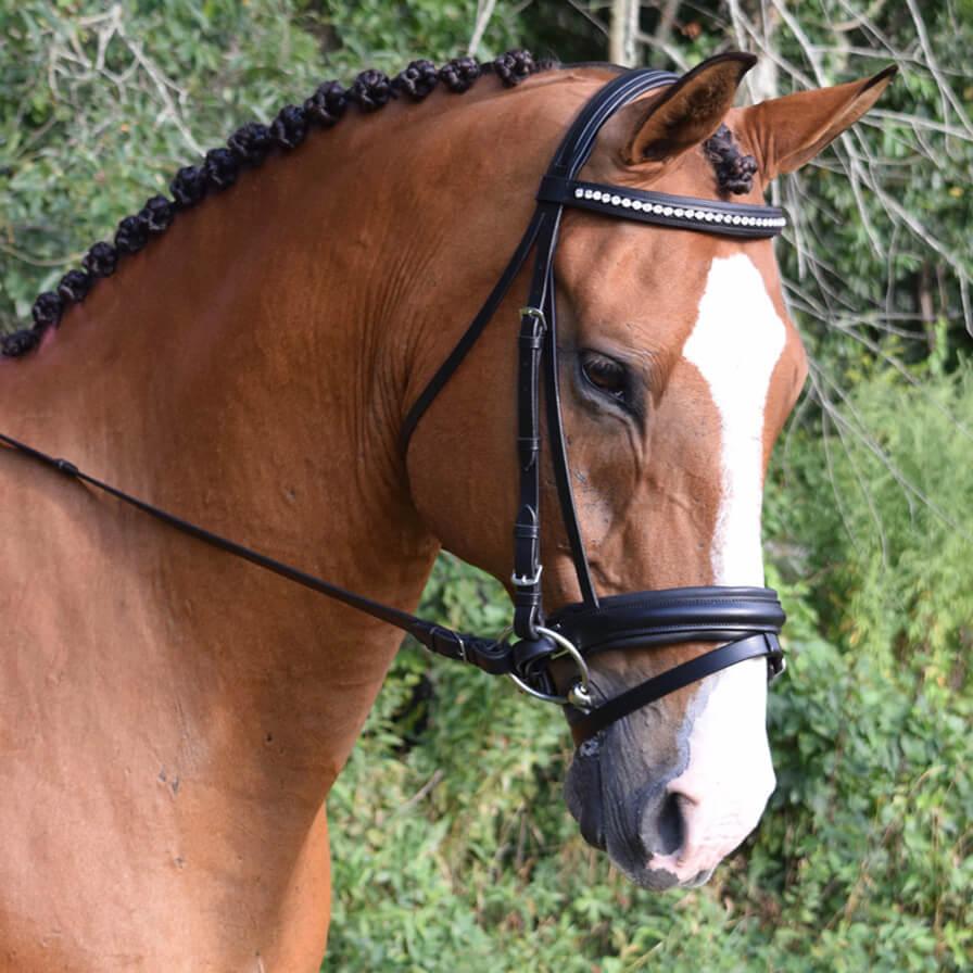 Black Oak Larkspur Bridle