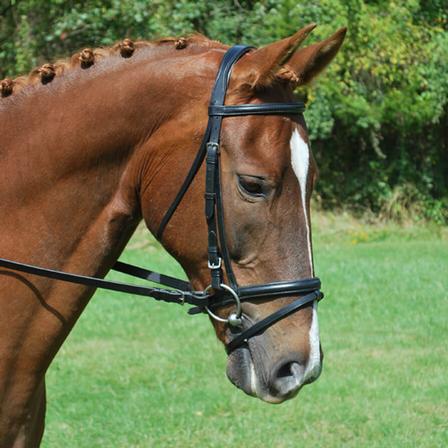 Red Barn Levade Dressage Bridle with Flash