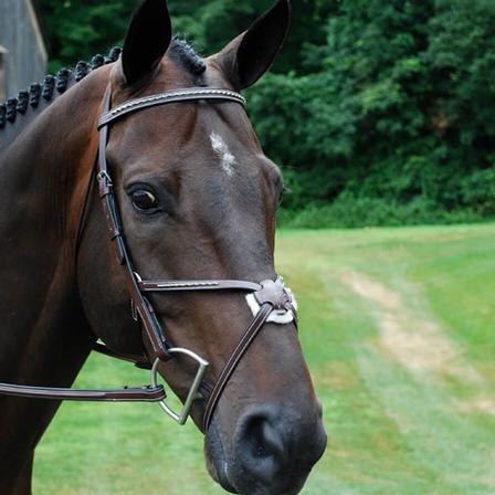 Red Barn Matrix Bridle