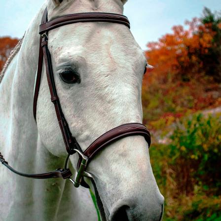 Red Barn Spirit Bridle