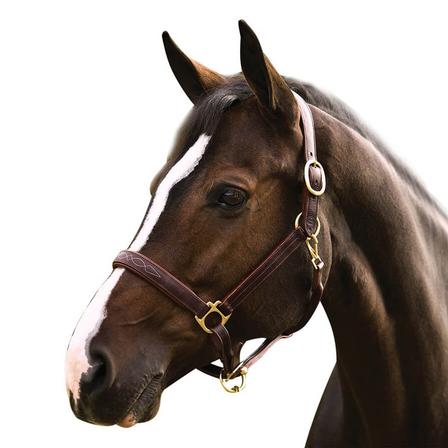 Henri de Rivel Pro Fancy Padded Rolled Throat Triple Stitched Halter