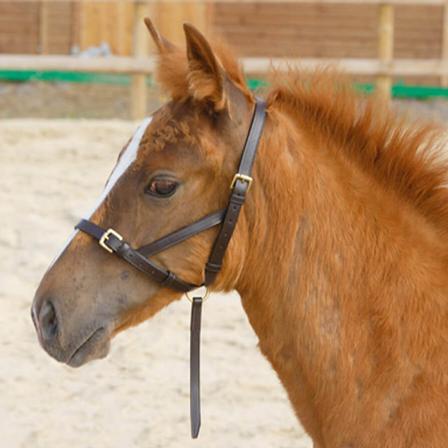 Shires Foal Slip Halter