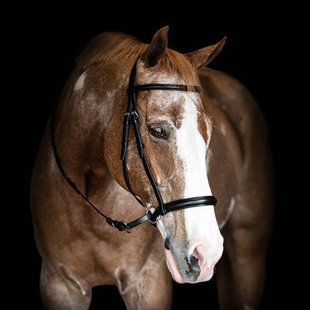 Bitless Bridle English Raised Headstall - Cob