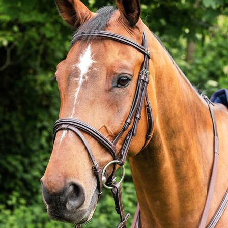 Prestige Italy E91 Bridle
