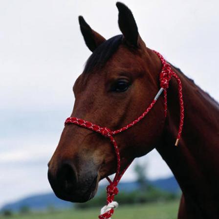 Double Diamond #100 Series Rope Halter - Yearling