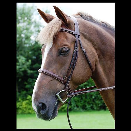 Cavesson Noseband Bridle