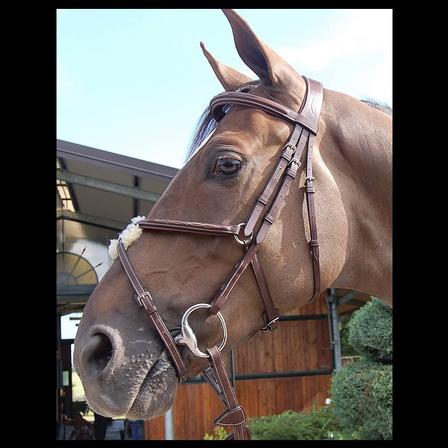 Figure 8 Noseband Bridle