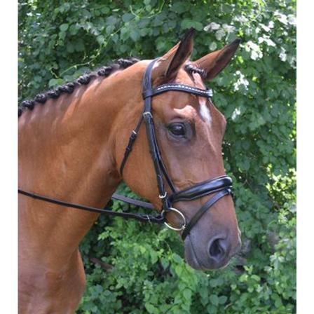 Topline Bridle