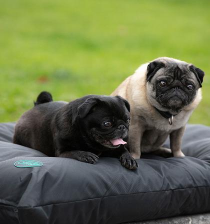 Amigo® Dog Bed