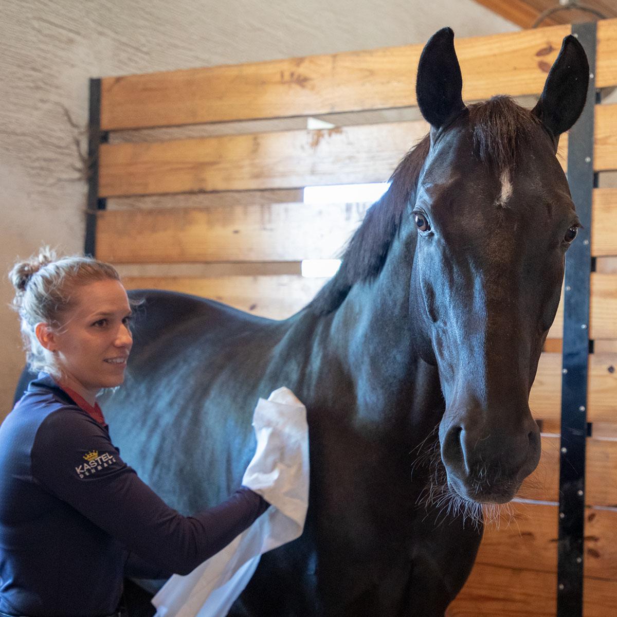 horse care equipment