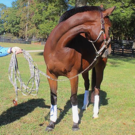 horse